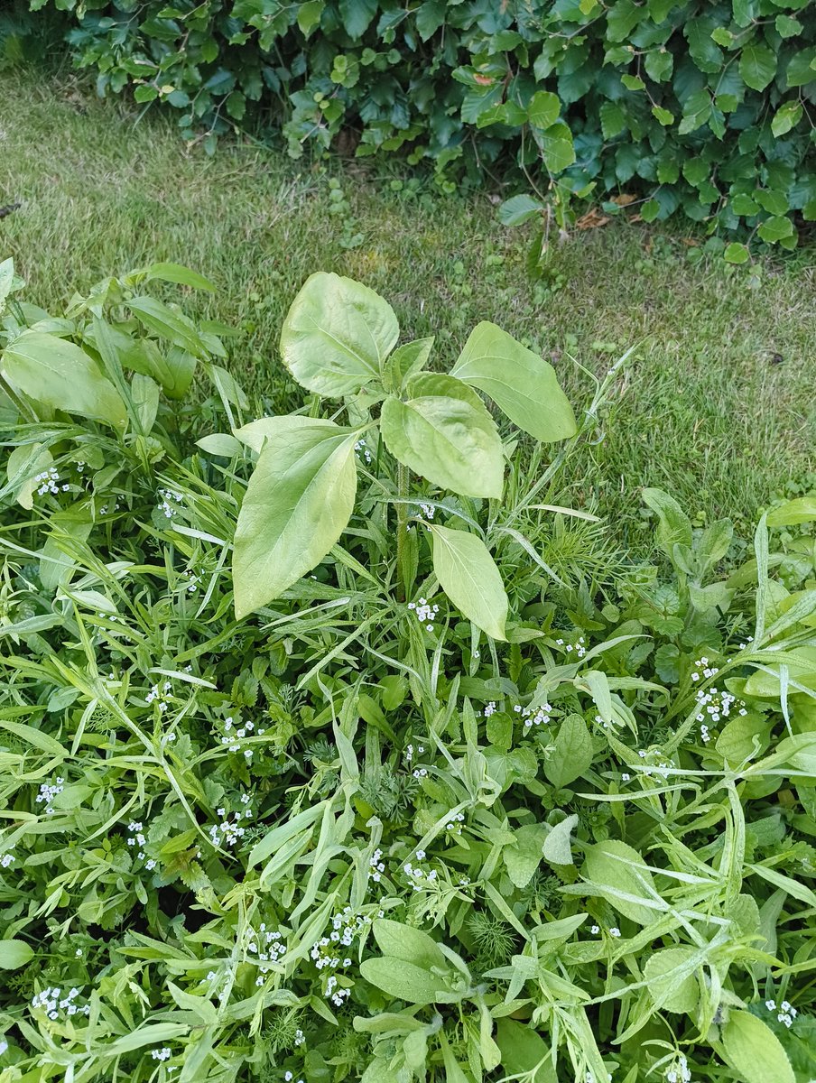 BioFluxRoot tweet media