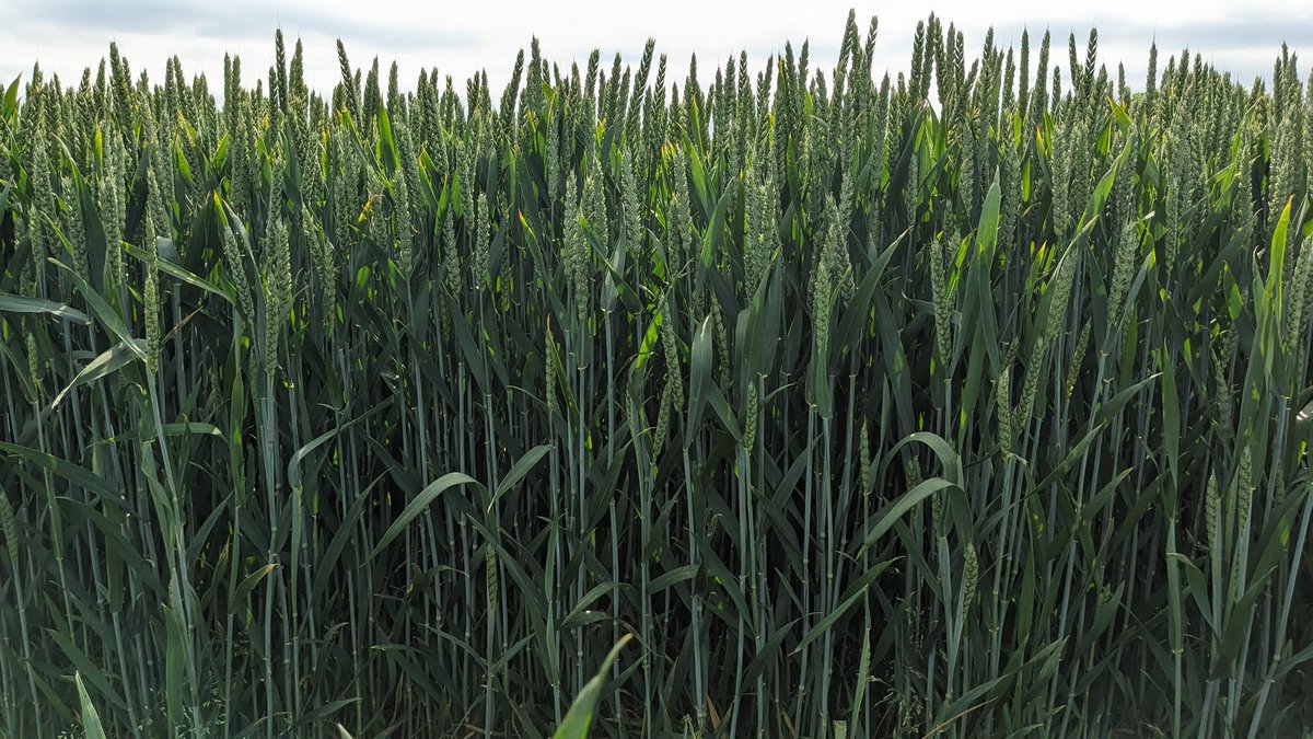The_wilk79's tweet photo. @ragtseedsuk  Hexton i think is going to be our goto wheat for next season, looks like its going to suit our no till/ reduced nitrogen / foliar fed system with support from @AivaFertiliser  @EutremaUK https://t.co/jMAi6UmLLr