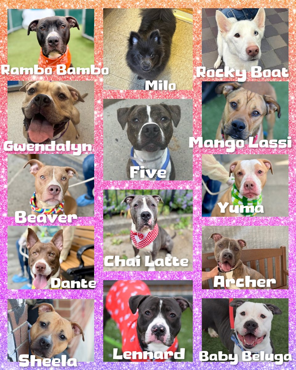 MyBoxerLuvMac1's tweet photo. 💢14 🐕
Relisted for: 6/16/
▪️Low in Pledges 
#NYCACC💢

▪️Rambo Bambo 5
▪️Milo 5
▪️Gwendolyn 10
▪️Rocky Boat 10
▪️Five 15
▪️Beaver 20
▪️Mango Lassi 20
▪️Chai Latte 30
▪️Yuma 40
▪️Dante 45
▪️Archer 47
▪️Sheela 47
▪️Lennard 62
▪️Baby Beluga 70

💢All need #Fosters/#Adopters

◽In N.East:
▪️Pls DM: @CathyPolicky

Ty💞