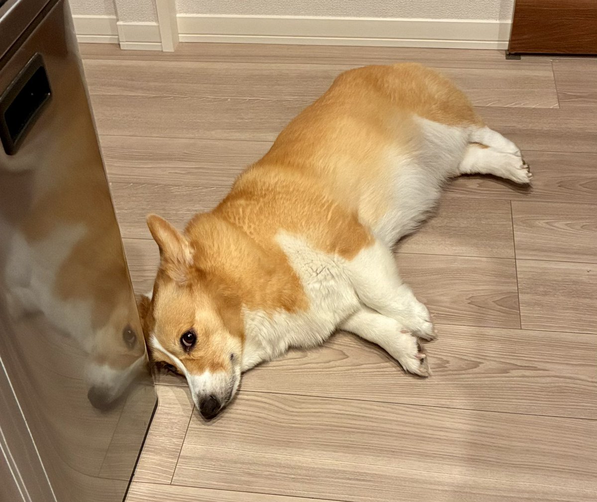 k_n_8141's tweet photo. 今日もｺｷﾞｺｷﾞ₍₍ (ง ˙ω˙)ว ⁾⁾
コギ分身！🍞🐶🍞🐶

#コーギー 
#コーギーのいる暮らし https://t.co/MjWADZasOa