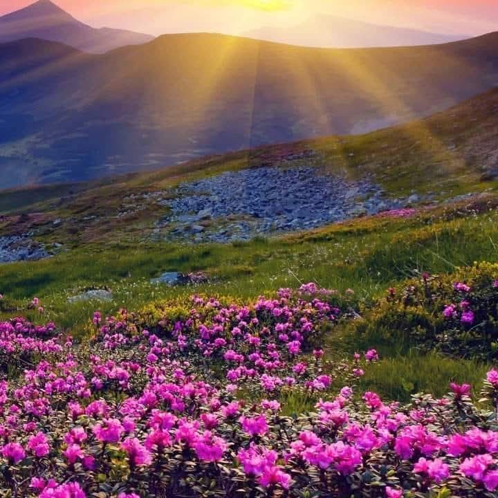 Kumrat_Valley's tweet photo. 👉💔Badgoy top Kumrat valley Upper Dir ❤️👈 https://t.co/uqntSUQZHP
