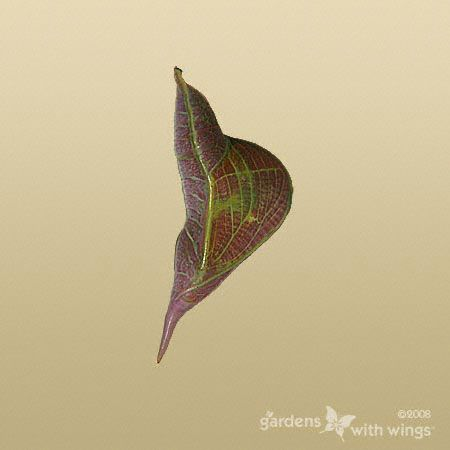 FellaFishy's tweet photo. @AbbottEddi5270 Maybe Butterfly Chrysalises (Pupae) hanging . https://t.co/T7hyNHXDdv