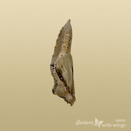 FellaFishy's tweet photo. @AbbottEddi5270 Maybe Butterfly Chrysalises (Pupae) hanging . https://t.co/T7hyNHXDdv