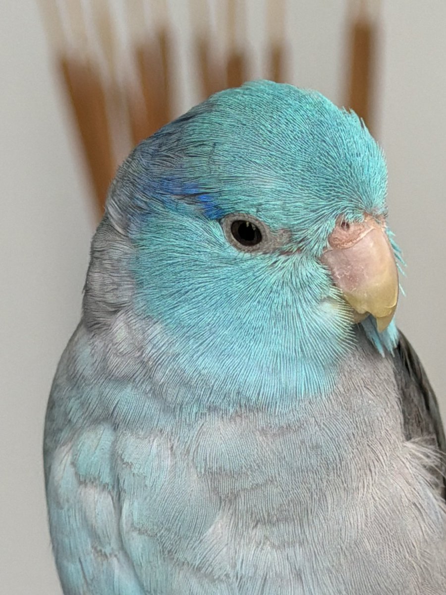 TortoisePope's tweet photo. Handsome #parrotlett Quinto 🩵 https://t.co/hhWjn7W5it