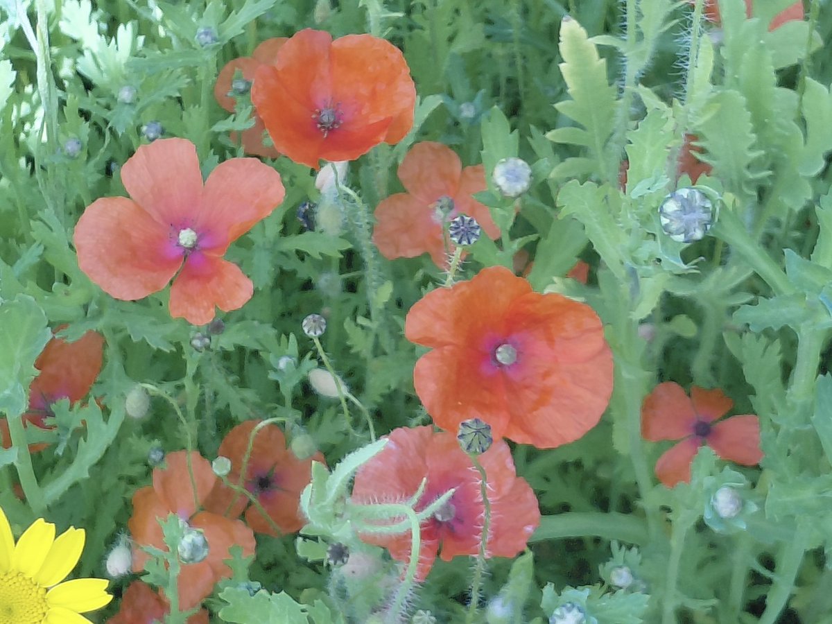 AntheaJames3's tweet photo. #GoodnightTweetHearts sweet dreams when bedtime comes, my phone decided to do a touch of  #Impressionistic  photography for you  today..  it’s  #PoppyPlaytime  #MagentaMonday https://t.co/abQNlX0fpN