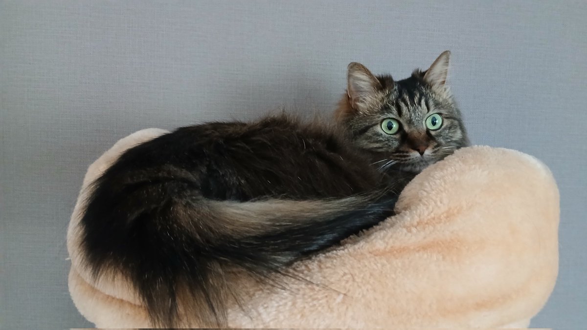 JfS9HL5OPoFVRxi's tweet photo. おは🐱  最近の🐱姫たんは ここに寝ることが   多いな。一旦は 🛌来るけど  気温のせいかな？  今日も ٩(• ̀ • ́๑)がんばｯ✨って 行きましょ  #猫　#ねこ　#もふもふ　#猫のいる暮らし　#美人　#可愛い　#癒し https://t.co/kP6IY9hEF2