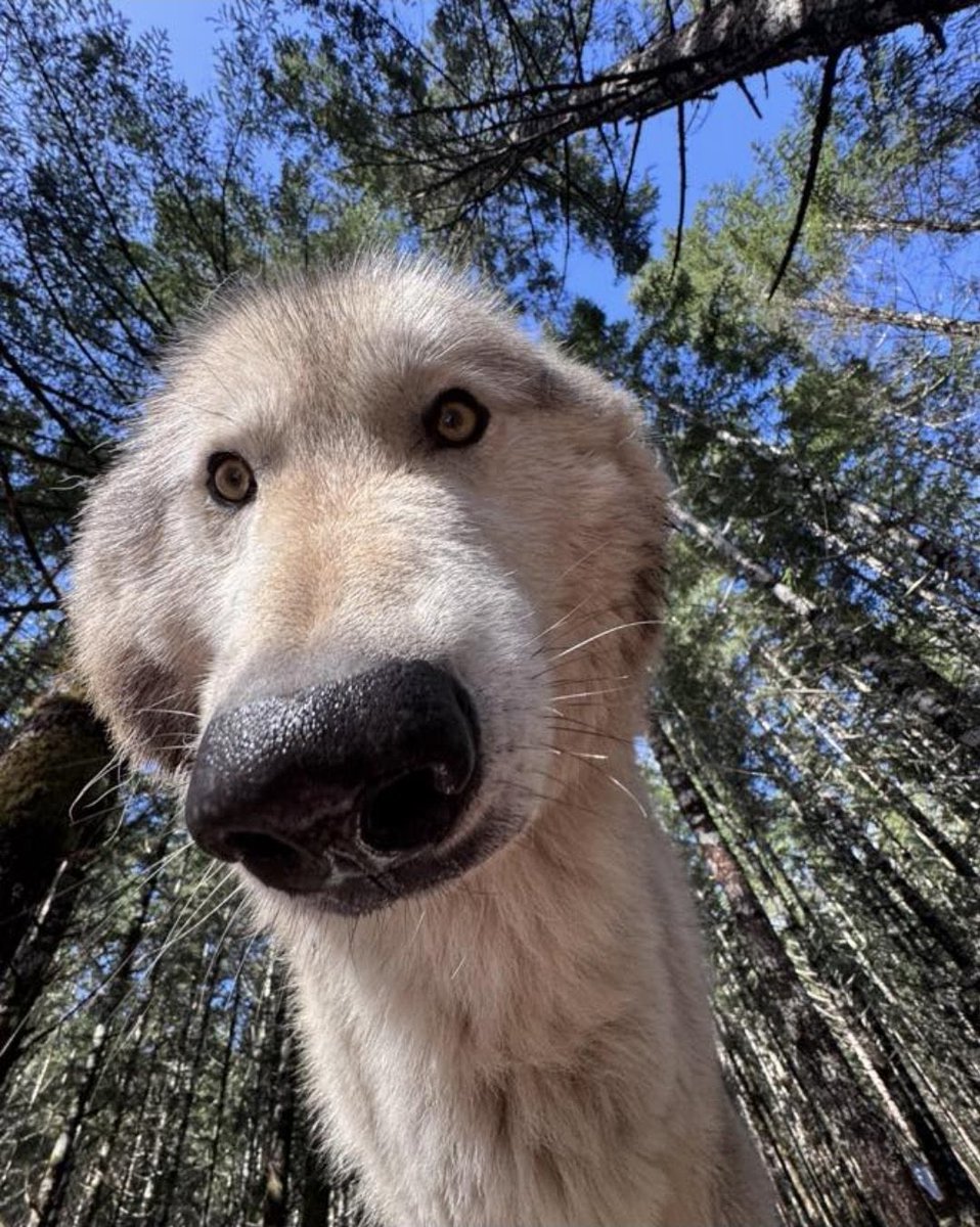 basedman_99's tweet photo. Hi everyone hope you are all having a wonderful day today. Remember wolves are number one. https://t.co/raODcIJeYt