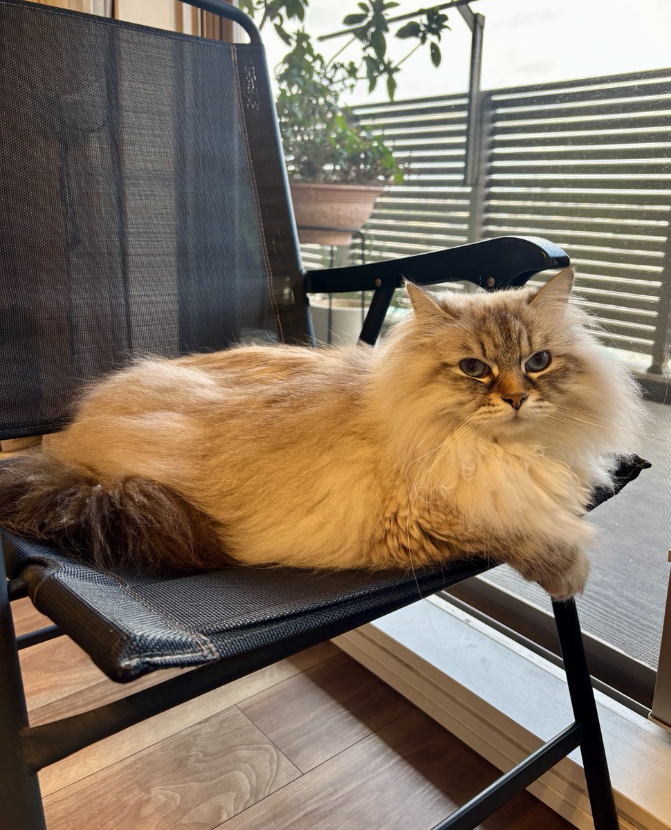 369_Siberian's tweet photo. おはようございます🐱
#サイベリアン
#ネヴァマスカレード
#猫
#猫との暮らし
#猫好きさんと繋がりたい https://t.co/ghivLPCFAv