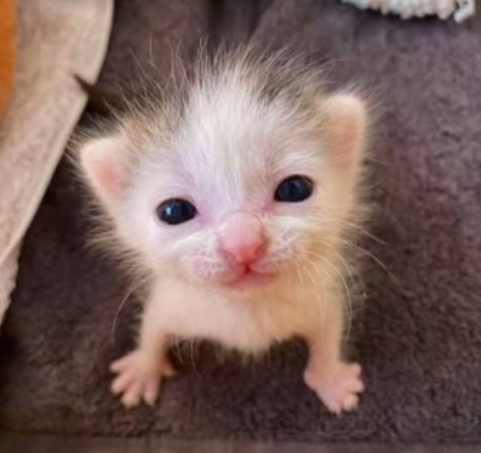 poocheeska uwu tweet media