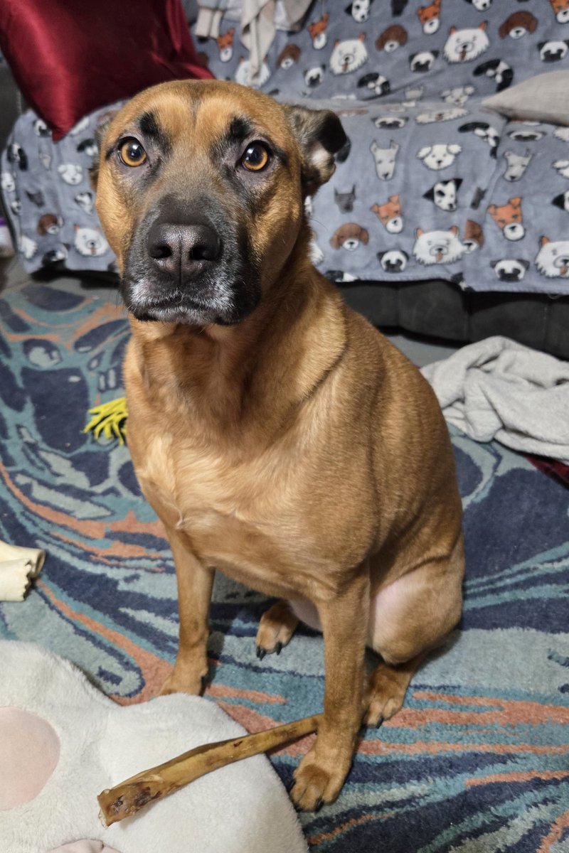 ChrissyCatzzy's tweet photo. @TenInAMillion She's 3. Also have this ham Euey lol https://t.co/f5tUQBsWcT