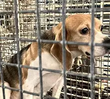tammytabby's tweet photo. Ridglan Farms is shutting down -

Ridglan Farms, the second-largest beagle supplier to laboratories in the US, is releasing the 475 remaining Beagle dogs to Big Dog Ranch Rescue in Florida & Alabama.

Ridglan agreed to surrender its Wisconsin dog-breeding license to avoid criminal animal cruelty charges, after years of scrutiny over conditions, breeding practices, & lack of veterinary oversight.

The facility entered a settlement with a special prosecutor in 2025 that saw them agree to end their breeding operation by July 1, 2026 in order to avoid prosecution.