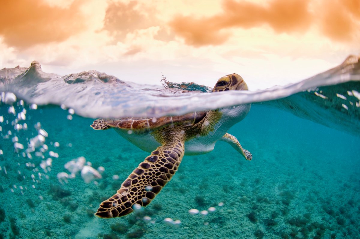 OurOcean's tweet photo. The bipartisan REUSE ACT would direct the EPA to examine reuse systems and their potential to reduce waste.

Take a moment for World Sea Turtle Day and add your name to protect these iconic creatures: https://t.co/A9EPvoLukM https://t.co/Ucec8hF4sf