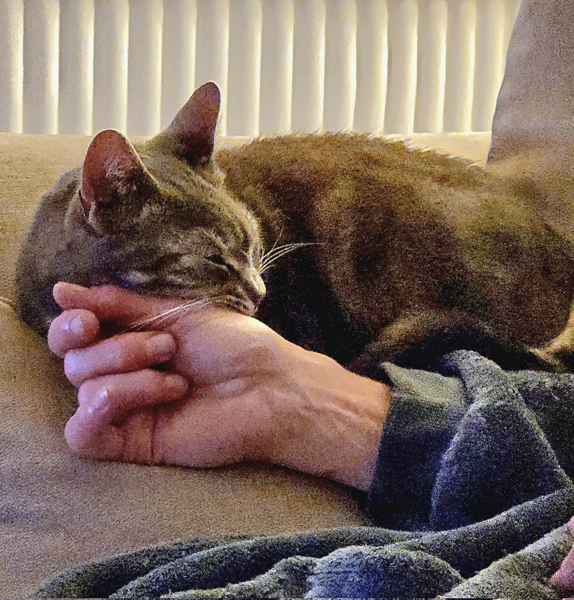 JessFudge20's tweet photo. I've fallen asleep on hoomums hand, looks like she's going to be here a while! 😹💤💤💤💤
#Peanut #CatsOfTwitter #CatsOfX https://t.co/9qxsSFhQhV