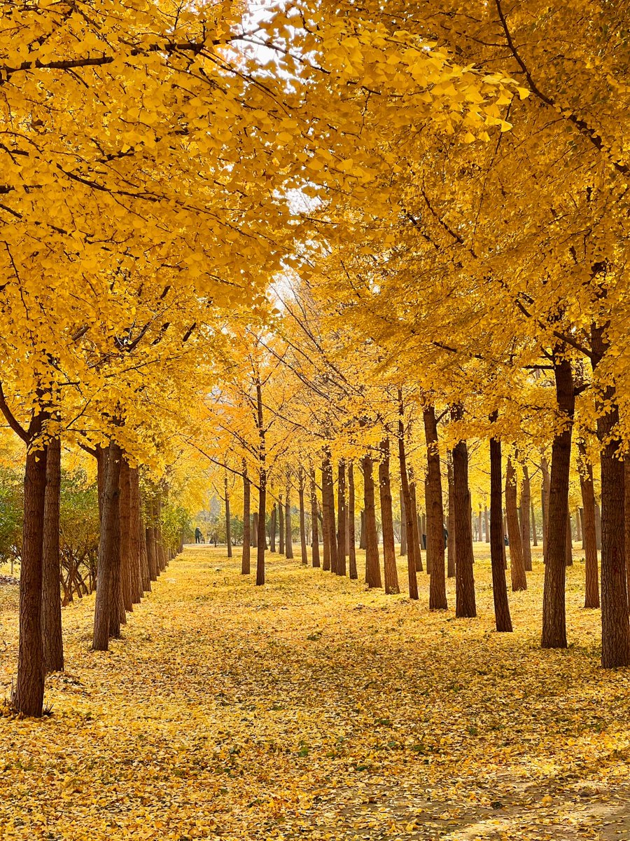 steelerorr's tweet photo. Just watched golden autumn leaves drift down like tiny fire sparks, and the cool breeze is the perfect pick-me-up for a walk! https://t.co/TcSA7m5baO