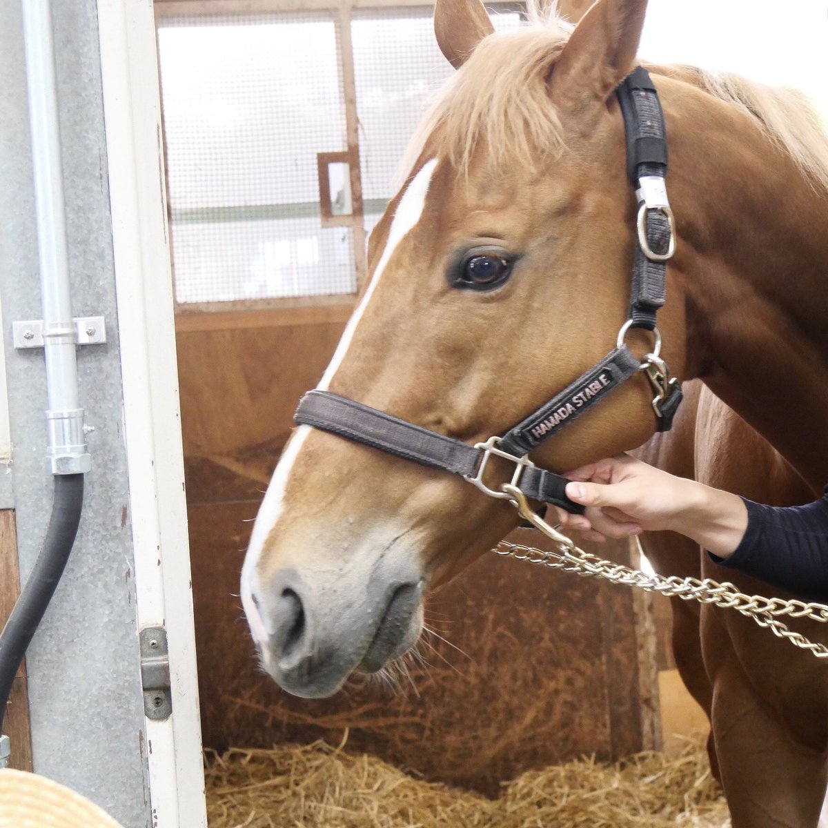 alca_bre's tweet photo. バビットさん
札幌競馬場の乗馬センター見学

#札幌競馬場 
#バビット https://t.co/Ii6wmIclGh