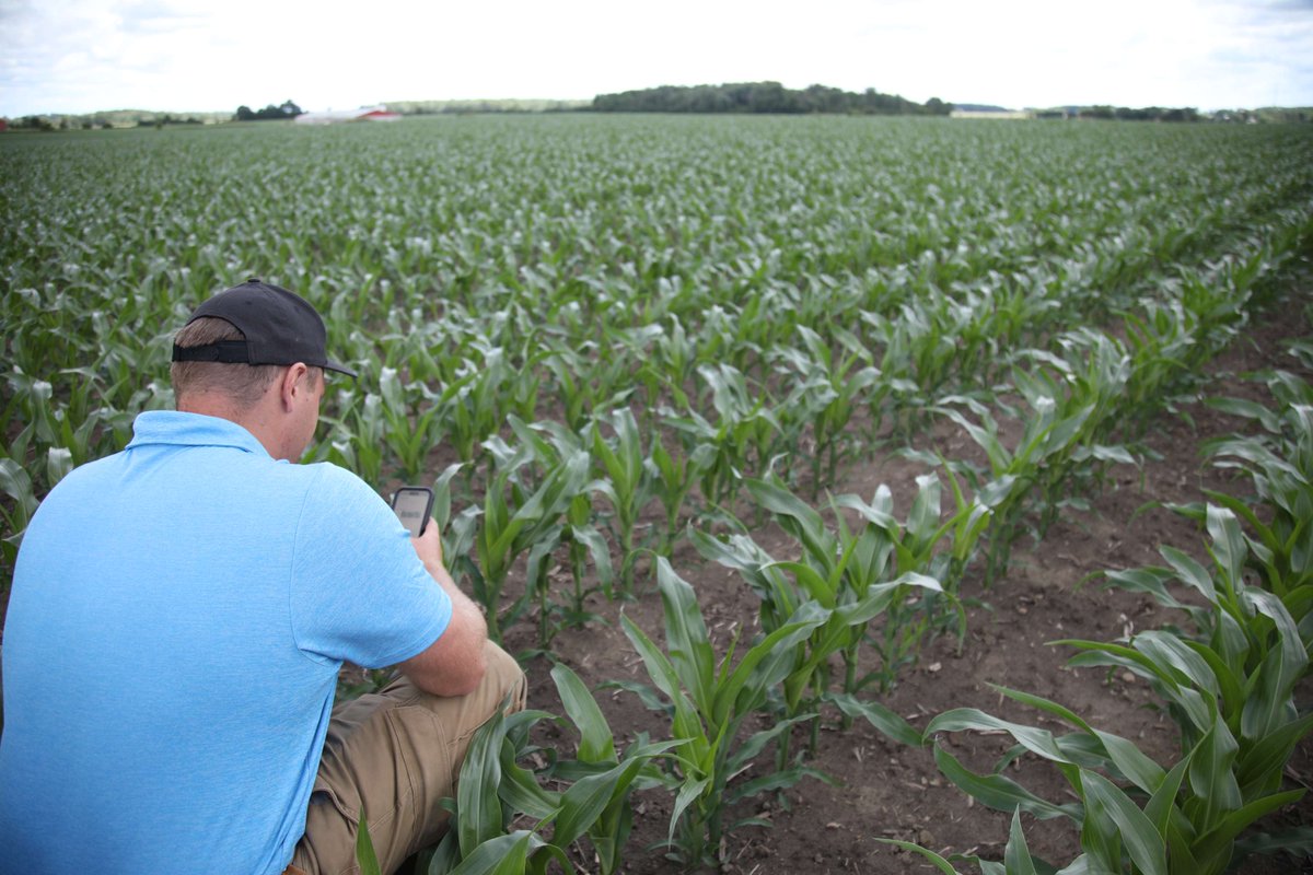 Central_ON_FS's tweet photo. Our ag team are collecting samples to evaluate nitrogen availability and better understand how nitrogen programs are performing under this year's conditions. Contact your Crop Specialist to get your field on the list! #FSAgronomy #ontag  🌱🚶‍♀️‍➡️🔍 https://t.co/XBYK4d2MGo https://t.co/7so8XQWTbq