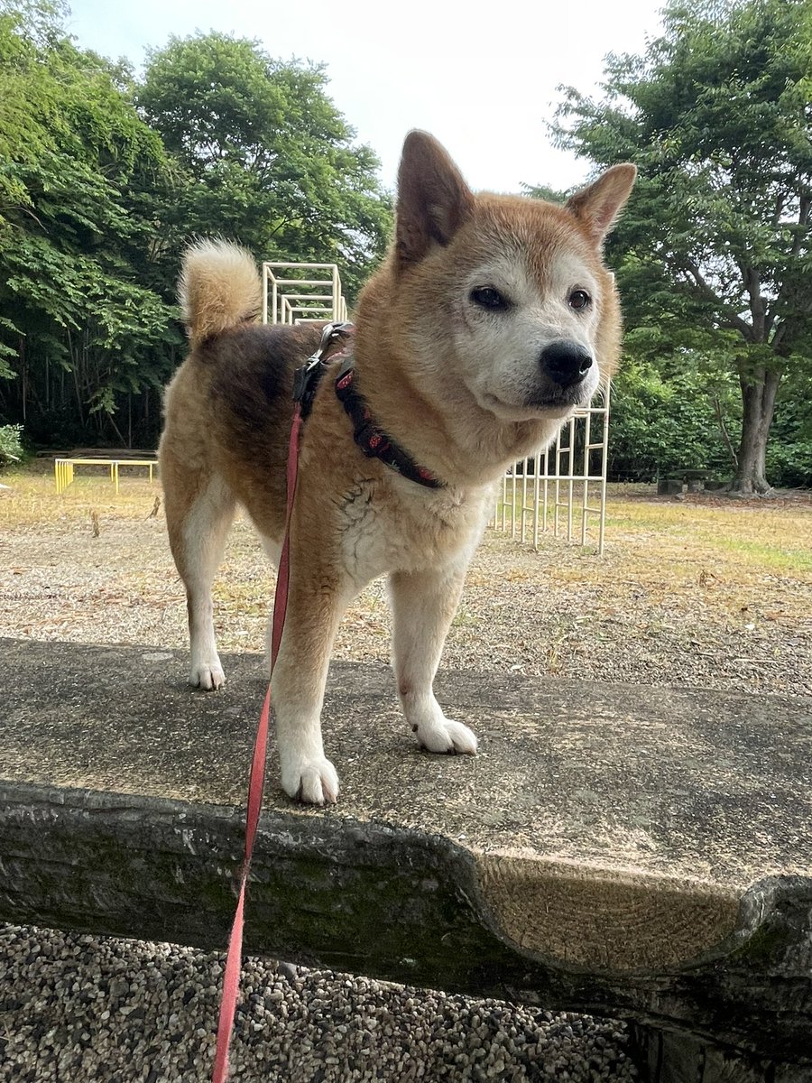 vtwoen's tweet photo. 本日の公園⛲️異常ありません🐕 https://t.co/YNsgE0dpJX