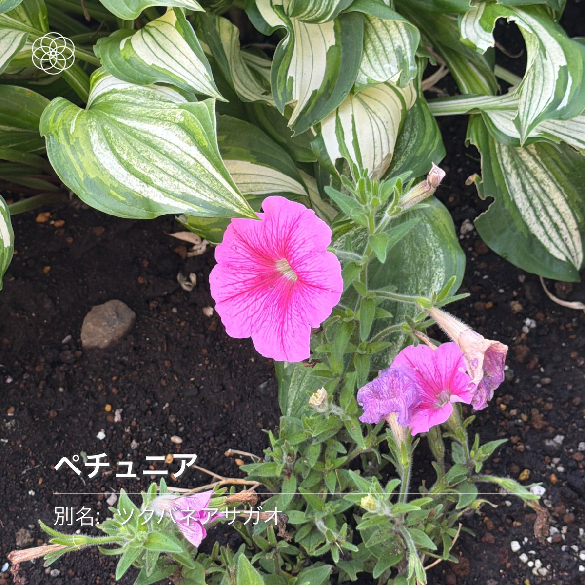 にゅるるん tweet media