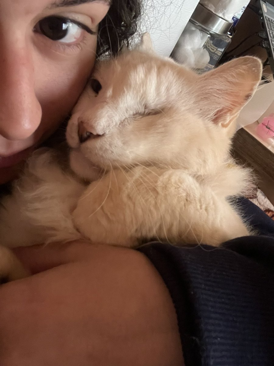 vitnamevit's tweet photo. quero morrer meu gato morreu nao sei oq fazer se eu tivesse ficado em casa em vez  de ir pra aula ele ainda podia ta aqui que merda só quero ele de volta https://t.co/uee016v7cl