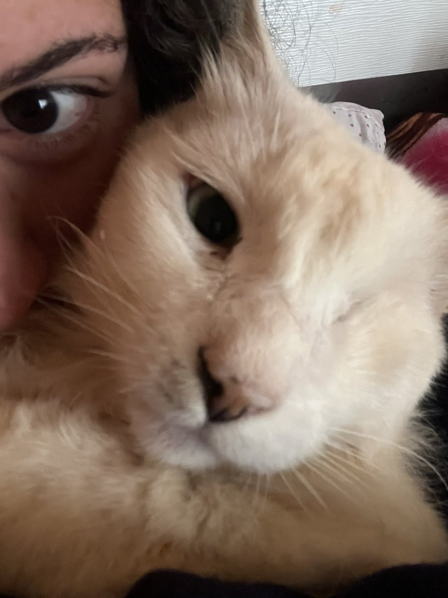 vitnamevit's tweet photo. quero morrer meu gato morreu nao sei oq fazer se eu tivesse ficado em casa em vez  de ir pra aula ele ainda podia ta aqui que merda só quero ele de volta https://t.co/uee016v7cl