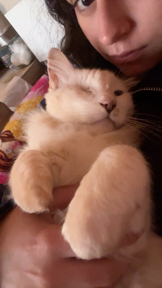 vitnamevit's tweet photo. quero morrer meu gato morreu nao sei oq fazer se eu tivesse ficado em casa em vez  de ir pra aula ele ainda podia ta aqui que merda só quero ele de volta https://t.co/uee016v7cl