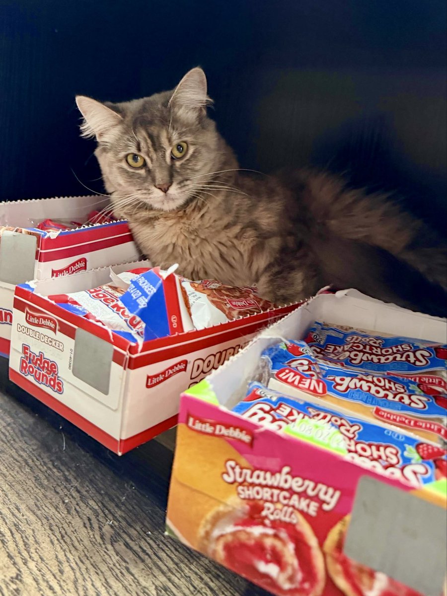 Bodegacats_'s tweet photo. https://t.co/yex2AA09sK