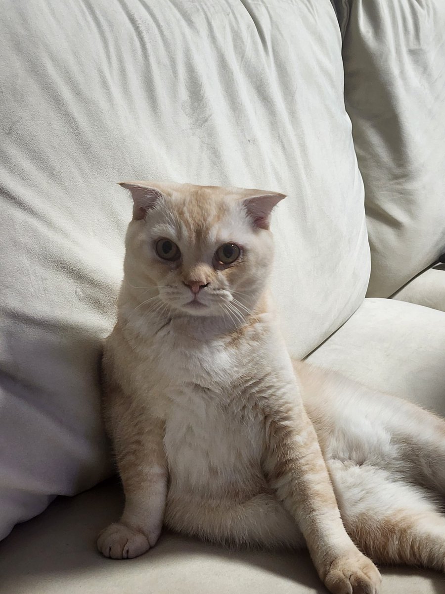 Capitanosthrone's tweet photo. @MurderofBirds_ no point in replying to them arnold, you can put facts to their face but they'll argue anyway 🙄

here's a cat for your troubles https://t.co/xyET5FXF1R