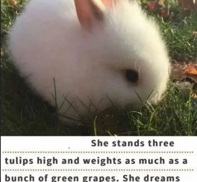 Bunnies tweet picture
