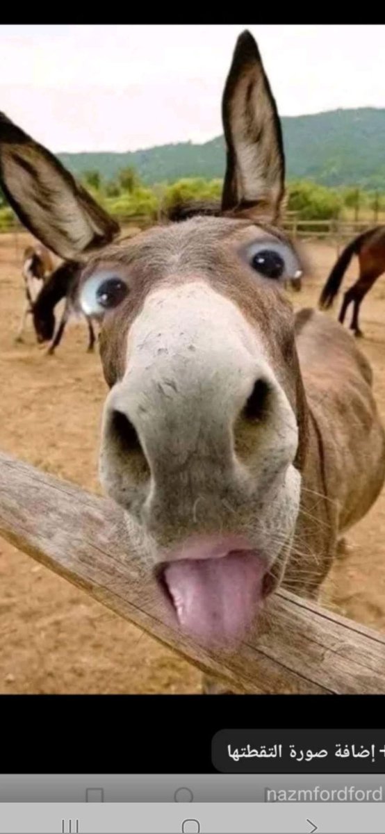 SmieAli's tweet photo. @A_S_Almenhali10 👇👇👇👇👇🤣🤣🤣🤣🤣 https://t.co/ZSIfzt64h3