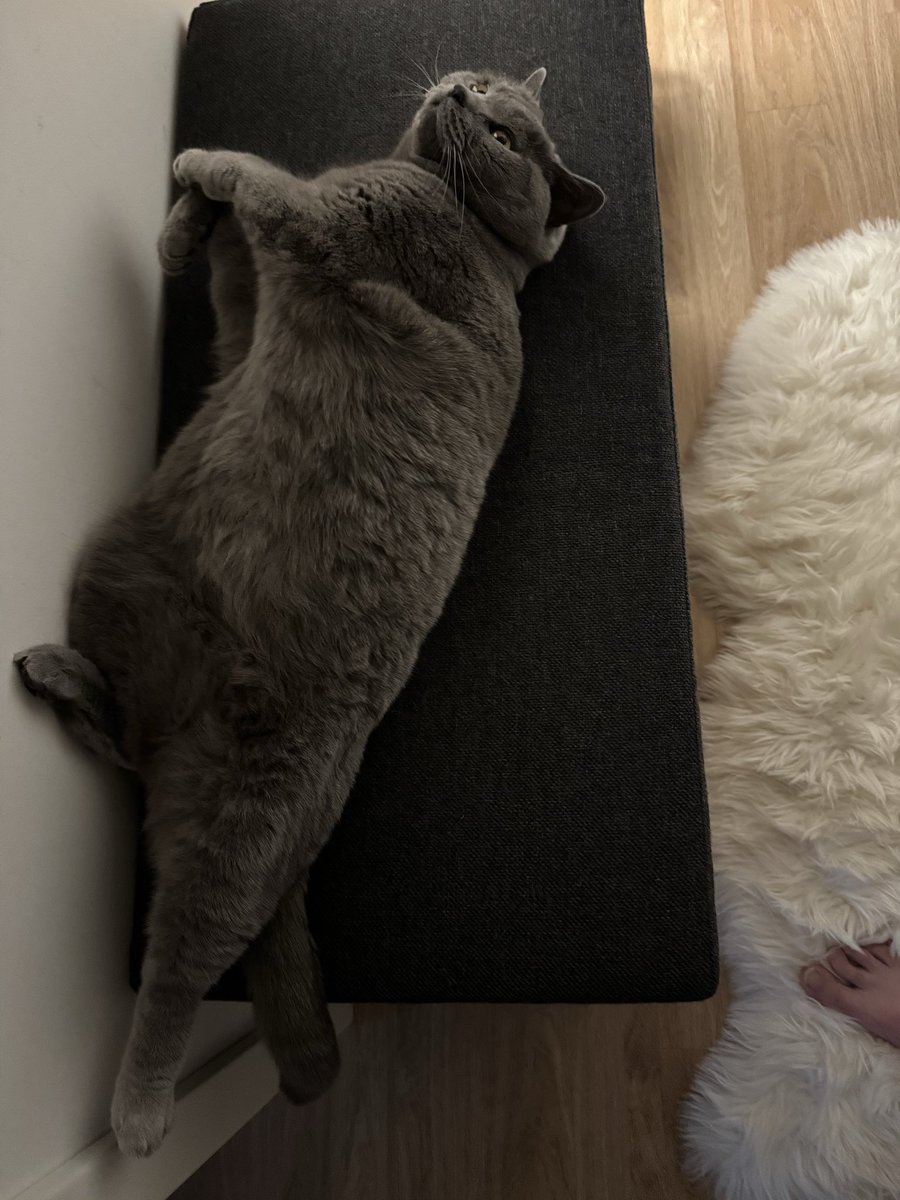 RavennaPW's tweet photo. So ein Morgenmuffel geworden. Da wird nicht mal mehr aufgestanden😅❤️ https://t.co/31Y9NIjDap