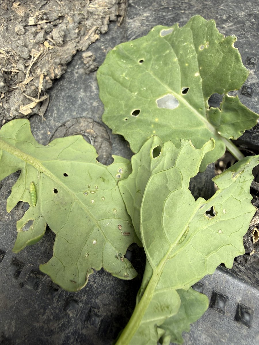field2fieldag's tweet photo. Well why not. Diamondback moth larvae have joined the canola pest party. #Scout2026 https://t.co/A5P0Cf5tsC
