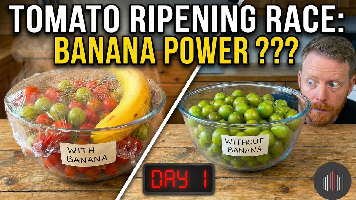 GlobalOwls's tweet photo. Your options:

❌ Stare at your green tomatoes and complain about the weather
✅ Toss them in a box with a banana and let ethylene do the work

#gardeningtips #gardeninginspiration #GardeningX #gardening https://t.co/RwTbfWXJXC https://t.co/qok01iFRbs