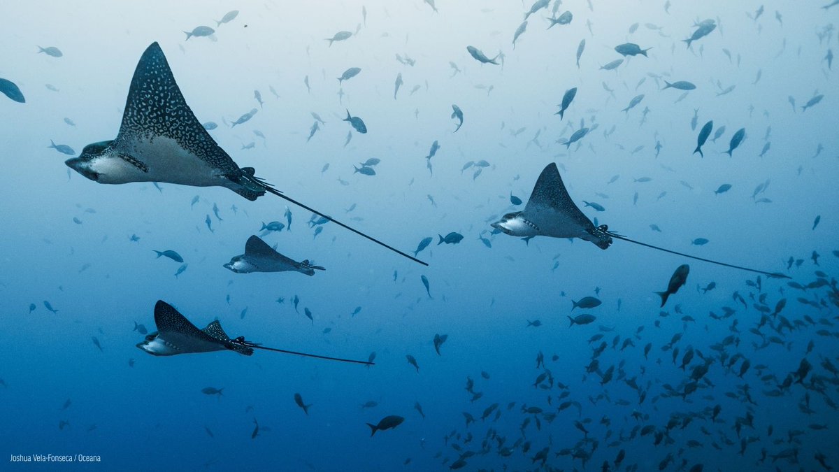 Oceana tweet media
