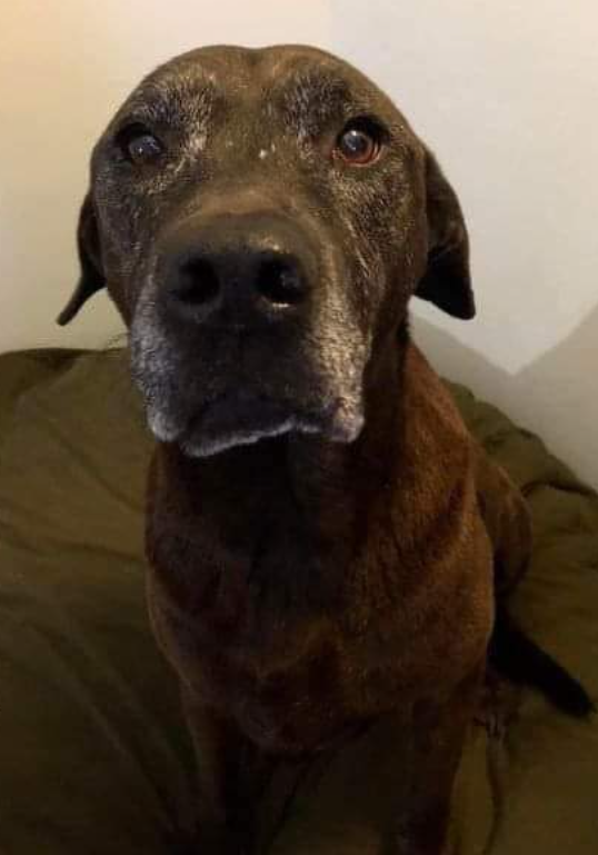 BestinDogs's tweet photo. I got my dog when I was just 19 years old and a single mother of 1.
I kept my dog.
I kept my dog even though I moved into an apartment and had to pay a $500 pet fee.
I kept my dog when my boyfriend and I broke up and he kept the apartment even though my new place didn't allow n I ultimately had to move back in with my parents and she also was not allowed there.
I kept my dog when I had my second child. I kept my dog when his father put all of us through hell and none of us had anywhere to go.
I kept my dog when I had a penny to my name and we all ate nothing but buttered noodles for dinner.
Ten years later I STILL have my dog because she is the very start of the huge family that we now have.
Even though she's getting slow, eating less and turning grey I STILL HAVE MY DOG. I'm tired of hearing and reading about posts that say "getting rid of them because they don't love my new puppy" or "I want a new dog".
Commitment is commitment.
Credit: Ashleigh Matthews