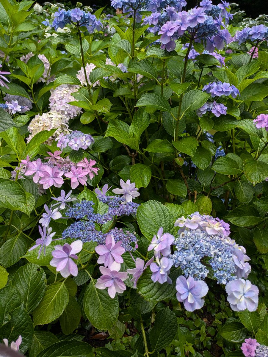 shunhaya's tweet photo. おはようございます🍀
「梅雨」は体の中に余分な水分が溜まりやすくなり、浮腫や体の重さを感じやすい季節…
冷たい食べ物ばかりだと冷やし過ぎますので、温かいメニューも取り入れ、胃腸を労わりながら過ごして下さい😊
今日も佳き1日を🤗

今日もよろしくネ💞👋 https://t.co/ix4kIdiihi