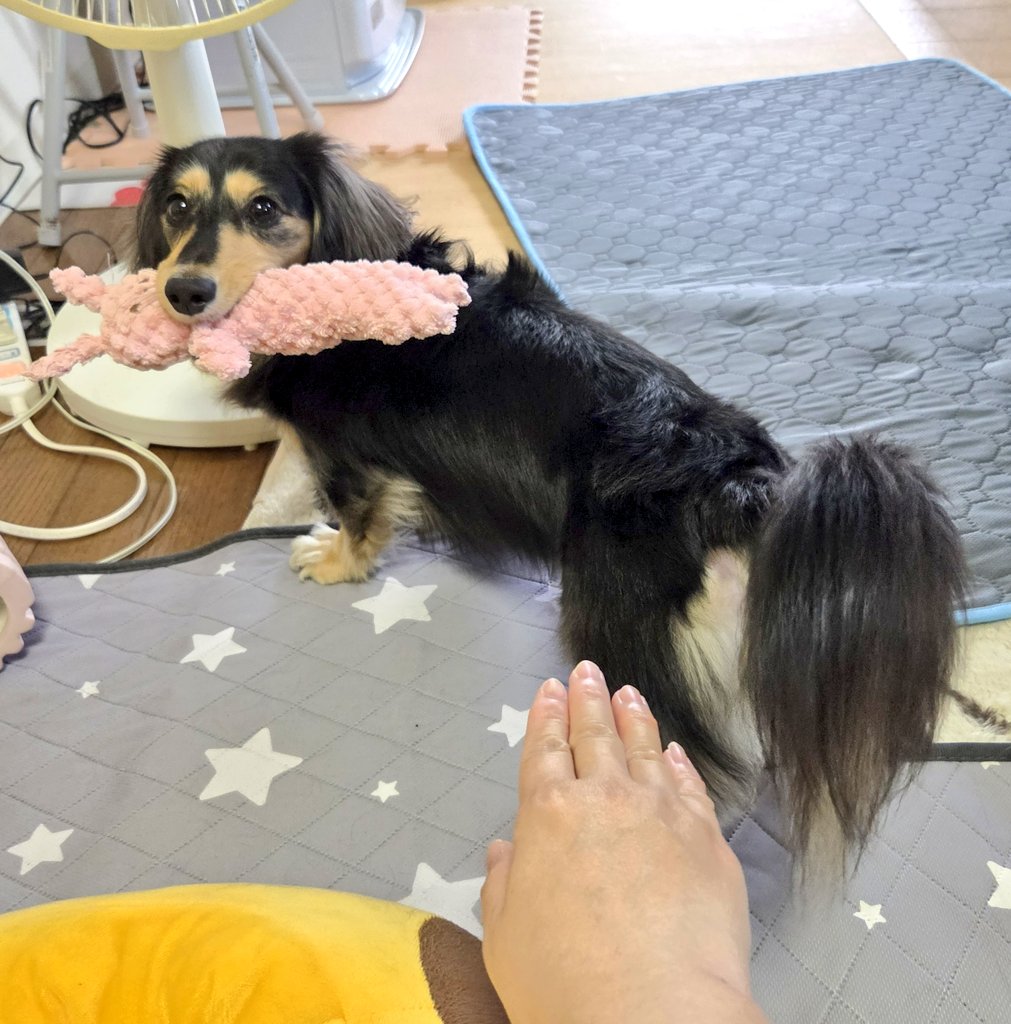 EnriKarin's tweet photo. 「かりるん、手！手踏まれたけど！」

🐶？ちらねーでちよ！ https://t.co/NO0bj33ohR