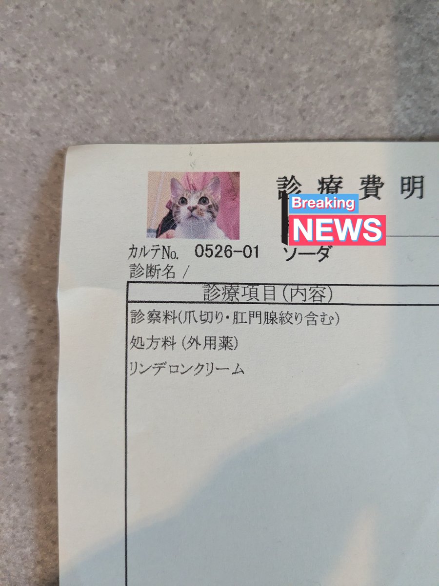 Nv_search's tweet photo. 動物病院の明細書にペットの顔写真つけてくれるのが可愛すぎて、俺は死んだ https://t.co/mUb0kih5um