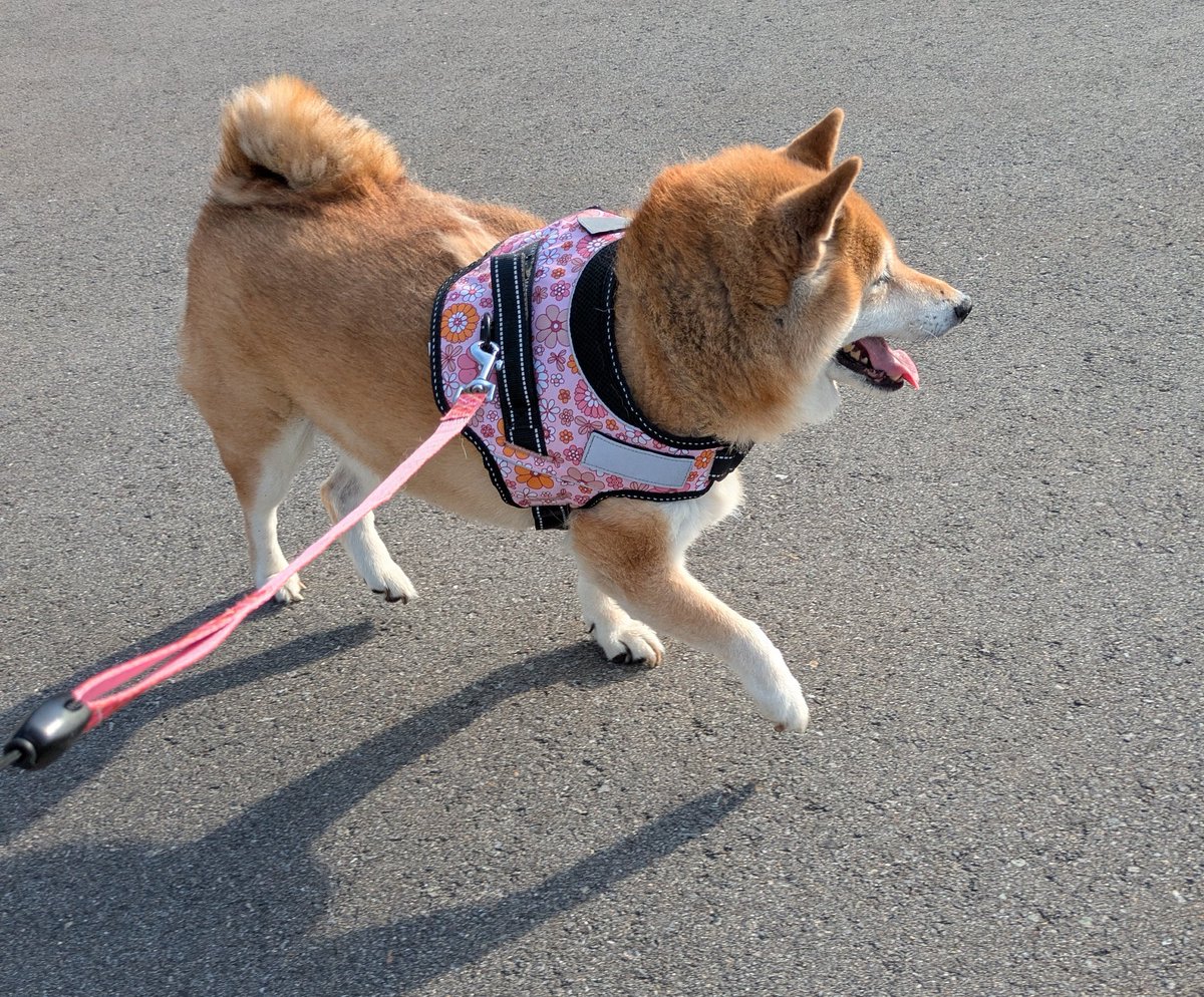 Meril_hamuStar's tweet photo. おはようございますෆ˚*
˙˚ 𓆩 (*´▽`*)✿𓆪 ˚˙

☀ ෆ˚*

長袖1枚で歩くのがちょうどいいお天気でござる🐶

しっぽフリフリ止まらんし
癒やされますなぁ( ´-` )♡

のんびり充電できる
 #あさんぽ の時間が大好きです

ℓσνє♡🐕‍🦺ᯓᡣ𐭩

 #チワワ
 #柴犬
 #犬のいる暮らし
 #いぬのきもち ᵔ.  ̫.ᵔ https://t.co/fZHtSMheu7