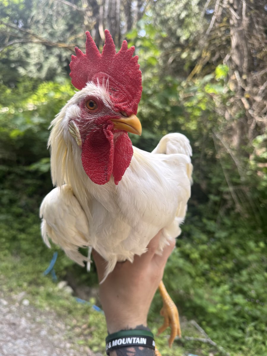 Video link here: chicken for size reference https://t.co/CEqV8aUO4U