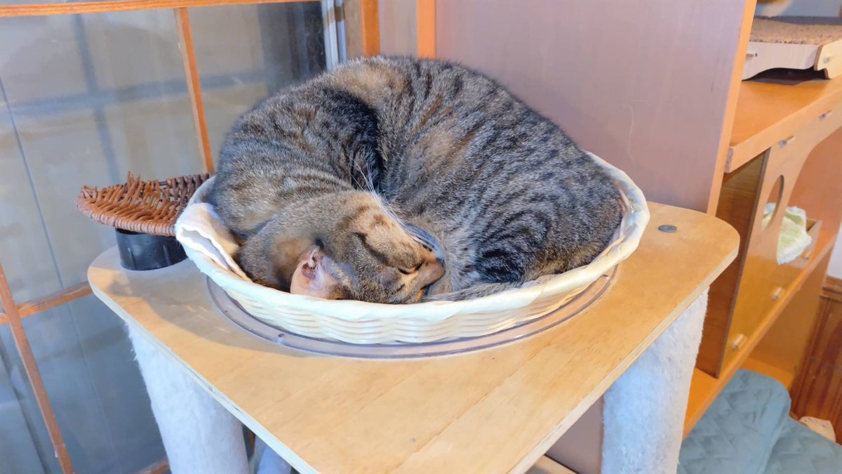 kedama_wacafe's tweet photo. おはようございます。
暑くなりそうな今日ですね汗
6/16火曜日
ふれあい空き状況
11時30分～18時
空いています
予約やお問い合わせ等は0471735888まで
電話は営業時間外でも繋がりますので是非気楽にお問い合わせください

当店は皆様が足を運んで頂けることで細く長く運営ができます。 https://t.co/4lck0ZvJKX