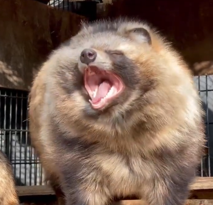 9ponpokoyama's tweet photo. あくびをするタヌキ🐾
https://t.co/iMsa4CpKdW https://t.co/9wuIuQcnfm