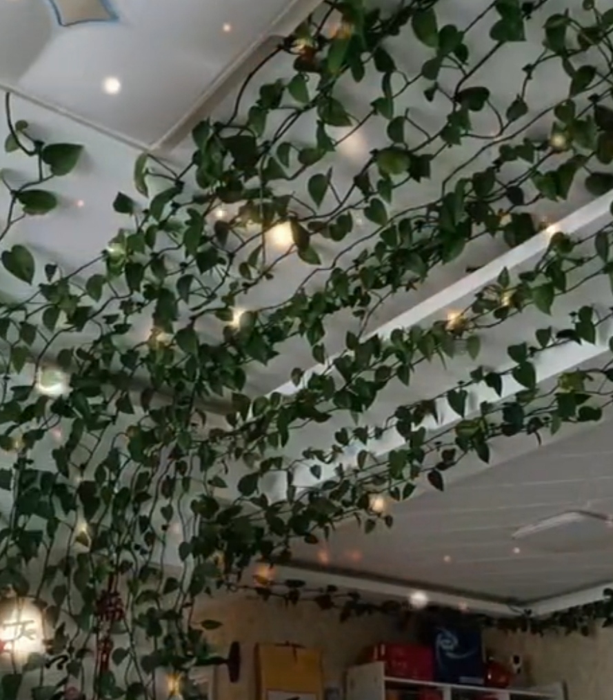 MaraVevere's tweet photo. Pro tip for your pothos! Let the top 2 inches of soil dry out between waterings u0026 place it in bright indirect light—your trailing beauty will thrive. #PlantCare https://t.co/ipfAi9PQAo