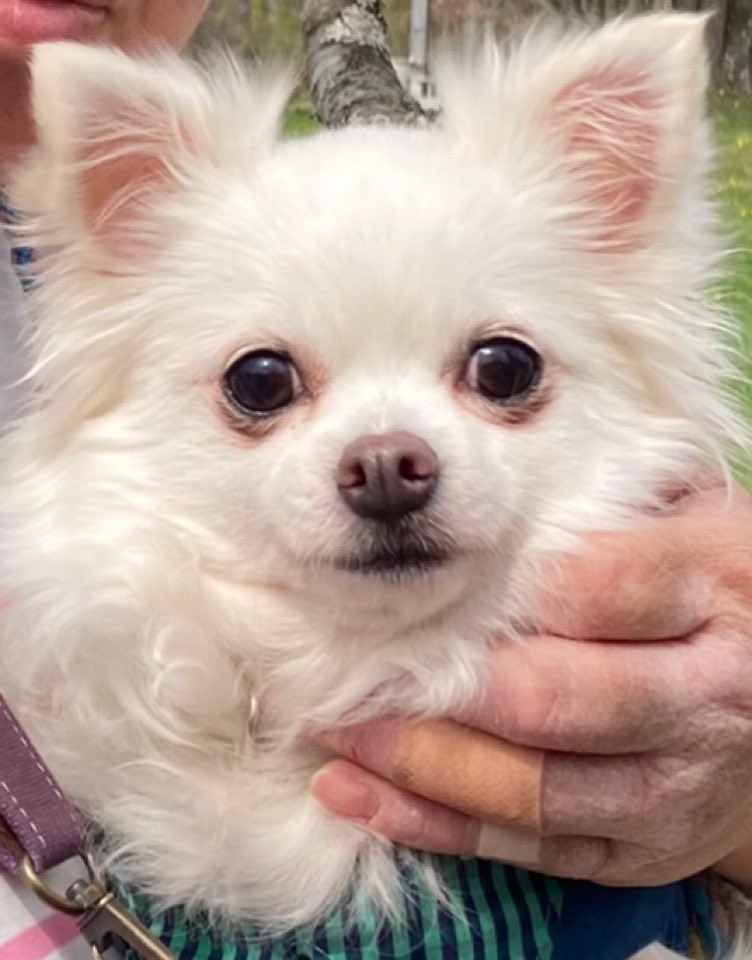 choco_nya's tweet photo. @watawata_pets お願いしまーす！！

#お気に入りの１枚 https://t.co/SL0LAOYrns