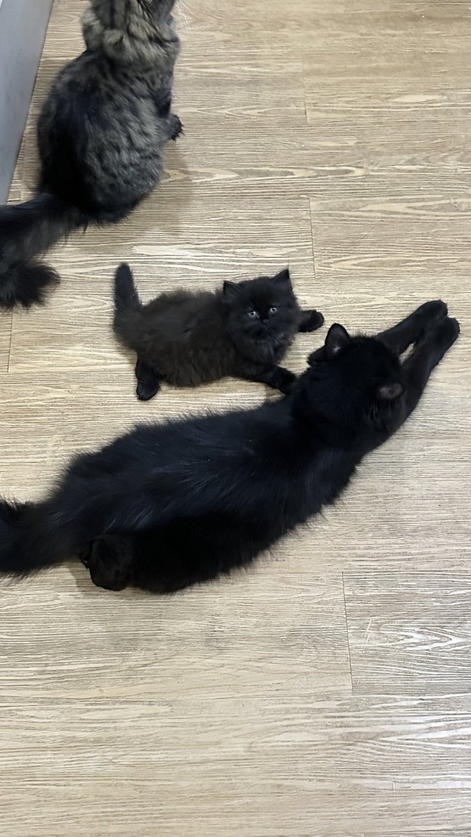swextdemon's tweet photo. punya kucing clingy semua, pas aku pulang solo mereka selalu bobo sm aku &amp; minta nempel terus 🥹 https://t.co/RGsaH6Xw0q