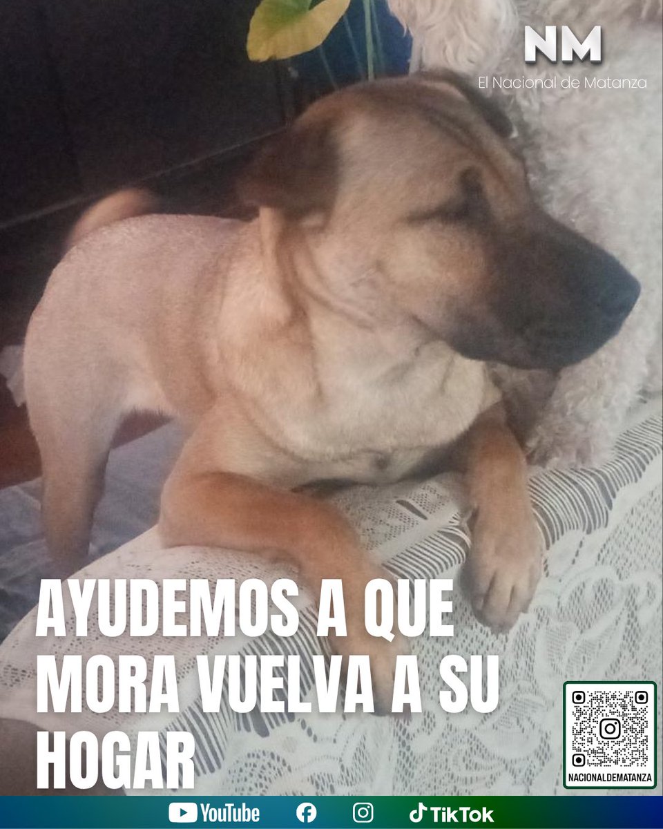 NacionalMatanza's tweet photo. 🚨🐶 BUSCAN DESESPERADAMENTE A MORA EN LAFERRERE

Mora se perdió este domingo al mediodía y su familia la busca intensamente.

📍 Fue vista por última vez en la zona de Ventura Bosch, Barrio Luján, La 70, en Gregorio de Laferrere.

🐾 Es una perrita de pelaje marrón claro con hocico oscuro y responde al nombre de Mora.

🙏 Su familia pide la colaboración de los vecinos para compartir la publicación y ayudar a encontrarla sana y salva.

📩 Si alguien la vio o tiene información sobre su paradero, puede comunicarse por mensaje privado con la familia.

#Laferrere #PerroPerdido #BuscanAMora #Mascotas #ElNacionalDeMatanza