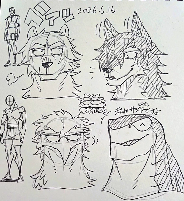 サメガイル 