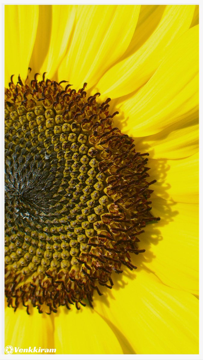 venkkiram's tweet photo. Nature A to Z Photo Challenge ๐ธ
Day 19 is sliding in, and we are stepping into the letter S with a vibrant Sunflower! ๐ปโจ
A little pocket of sunshine to brighten up the day.
#venkkiclicks #Sunflower #MacroPhotography #FloralBeauty #Petals #PatternsInNature #FlowersOfX #FlowersOnX