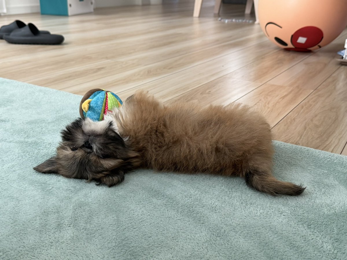 ryutan_hunter's tweet photo. リラックスしてるリリィちゃん🐶

家に慣れるの早くないか！？！？ https://t.co/T8rQUjwDhl