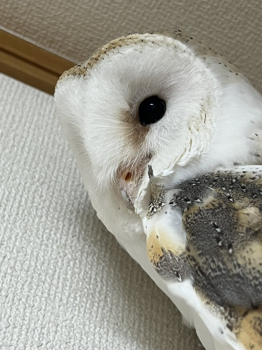 coromowl's tweet photo. あほ毛がぴーーん https://t.co/PdTZNmemhi
