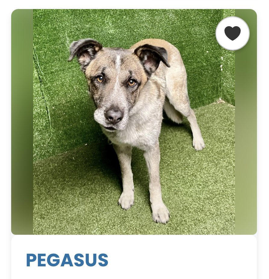 SabaMekaZeus's tweet photo. 4 yr old #GSDMix PEGASUS is still waiting for his Hero to save him from Lancaster in LA County, California 

Details below on how to be his HERO 🐕 #A5773706 https://t.co/vmRVnIw2Hc